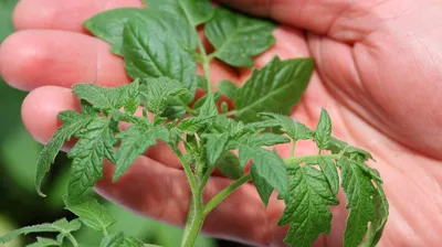 Как правильно выращивать помидоры, самые распространенные болезни томатов -  22 июля 2021 - 74.ru