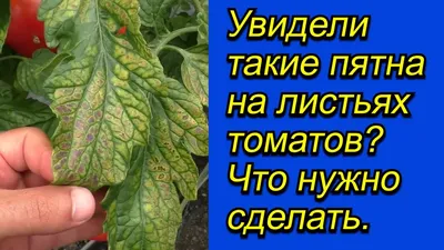Белая пятнистость томатов: лечение | Листья, Выращивание томатов,  Фитопатология