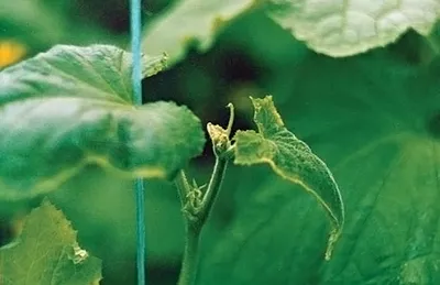 13 наиболее распространенных болезней огурцов: признаки, риски и советы,  как с ними бороться | AgroMarket интернет магазин семян