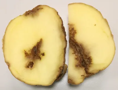 Стеблевая нематода картофеля. Лабораторная диагностика