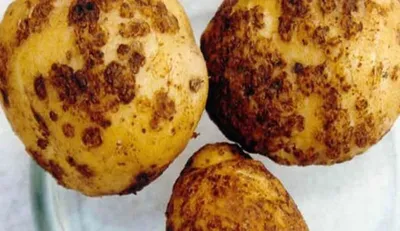 Золотистая картофельная нематода: как с ней бороться?