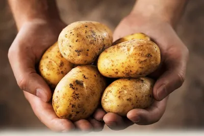 Золотистая картофельная нематода – реальная опасность