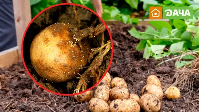 ФГБУ «Центр оценки качества зерна» | Золотистая картофельная нематода  (Globodera rostochiensis) – угроза для картофеля