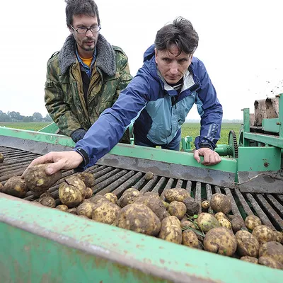 Научно-производственная компания «АгроЛидер» - Сохраним урожай картофеля!