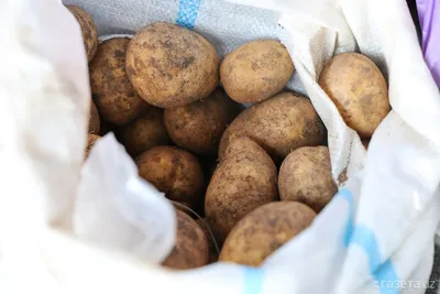 ГлавАгроном - Безушибочный картофель, новые средства борьбы с нематодами и  обработки семенных клубней, итоги семеноводства