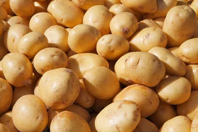 Выявлены сорта картофеля с комплексной устойчивостью к цистообразующей  картофельной нематоде — Журнал \"Картофельная Система\"