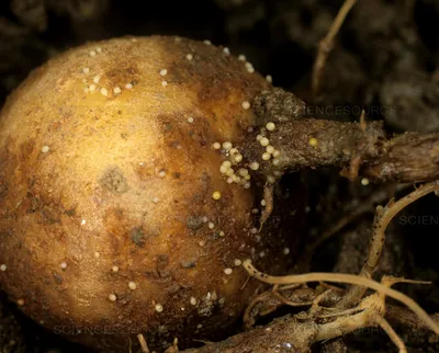 В Латвии впервые обнаружен паразит — картофельная нематода / Статья