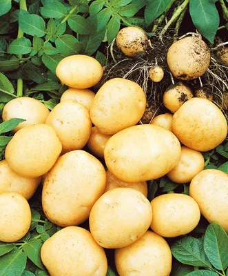 Дитиленхоз картофеля - описание, симптомы, меры защиты – ЭТК Меристемные  культуры