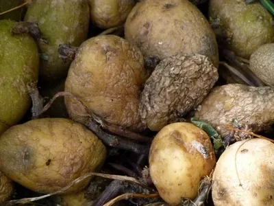 На картофельных участках в Комсомольском и Лежневском районе притаилась  золотистая нематода