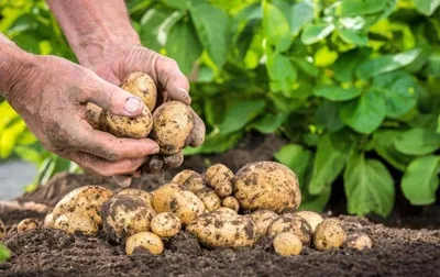 Как защитить картофель от посадки до уборки? | Защита картофеля |  «Сингента» в России