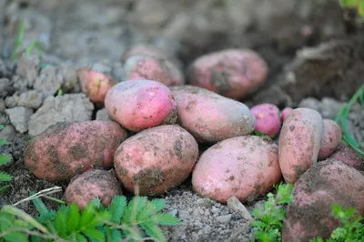 Защита картофеля от нематоды при помощи селекции и современных техн...