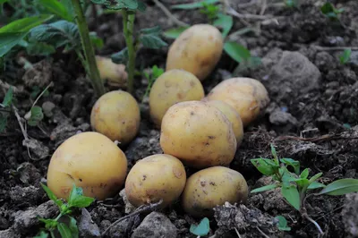 Бледная картофельная нематода: Министерство сельского хозяйства США  корректирует правила борьбы с вредителем — Журнал \"Картофельная Система\"
