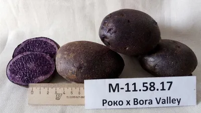 Золотистая нематода угрожает урожаю картофеля в Тюменской области | Наша  Газета