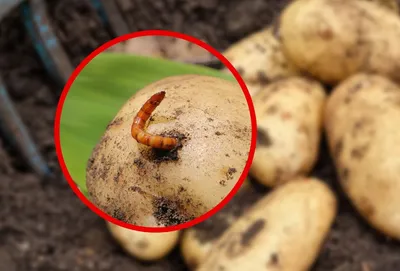 Нематодоустойчивые сорта картофеля повысят урожайность на заражённых  участках