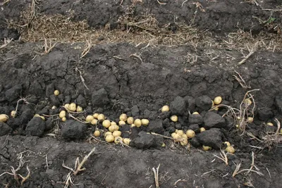 Россия запретила ввоз украинского картофеля - Delfi RU