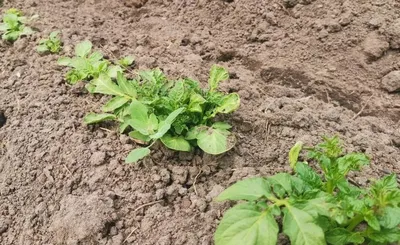 В Ишимском районе выявлено вредоносное заболевание почвы, влияющее на  урожай картофеля | Вслух.ru