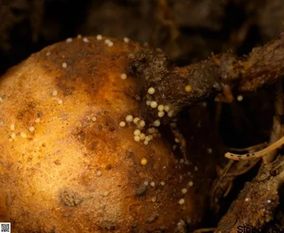 Как бороться с нематодами на картофельном поле без химических решений
