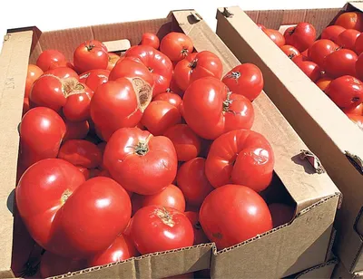 Какой признак указывает на высокое содержание нитратов в помидорах •  БрянскНОВОСТИ.RU