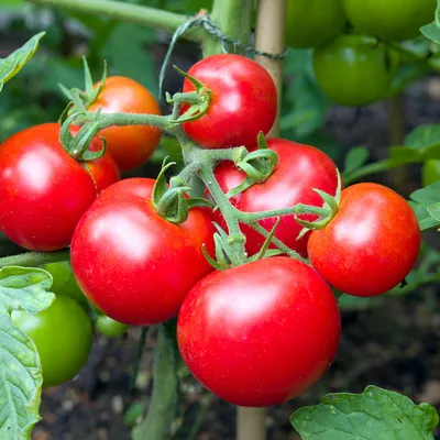 Роскачество: как выбрать помидоры без нитратов – Новости ритейла и  розничной торговли | Retail.ru