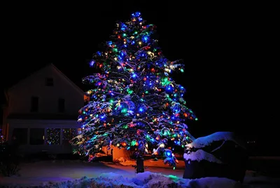 Новогодняя елка ночью (49 фото) - 49 фото