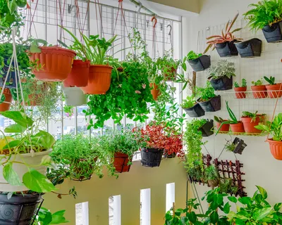12 лучших приложений для садоводов и огородников