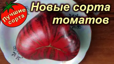 НОВЫЕ СОРТА ТОМАТОВ 2021-2022 (лучшие урожайные сорта томатов) - YouTube