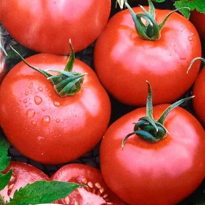 Реликтовые томаты от агрофирмы \"Наш сад\" - новинки! - Интернет-магазин  «СЕМЕНА ТУТ»