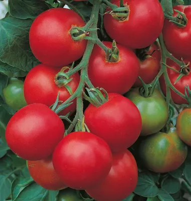 17 лучших сортов томатов для теплицы и открытого грунта – рейтинг от наших  читателей | На грядке (Огород.ru)