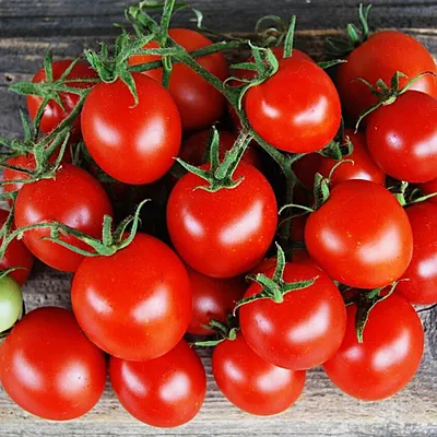 Ранние сорта томатов для теплиц и открытого грунта