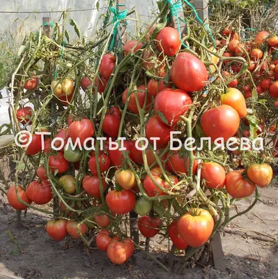 Урожайные сорта помидоров, устойчивые к болезням, для любого региона РФ.  Список | Вдали от города (огород + подсобное хозяйство) | Дзен