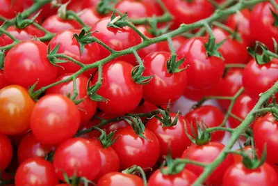 Урожайные сорта томатов: высокоурожайные сорта помидоров - Agro-Market