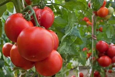 Какой сорт помидор выбрать или лучшие сорта помидор - МОЯ ДАЧА в 2023 г |  Помидоры, Зелень, Дача
