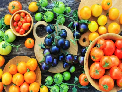 Самые Урожайные Семена Томатов (лучшие сорта томатов) - YouTube