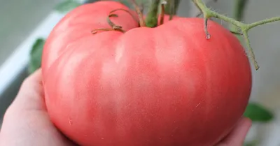 Топ-18 самых крупных сортов томатов от читателей Огород.ru | Личный опыт  (Огород.ru)
