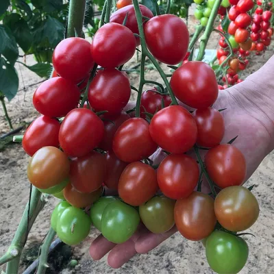 Всего помидоров! 28 впечатляющих сортов томатов для изучения