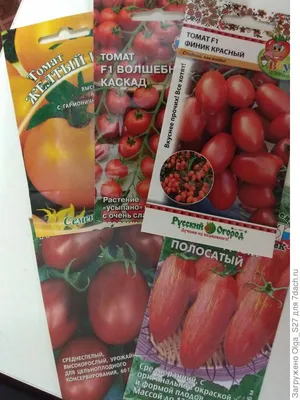 Пришли новые семена томатов, которые планирую протестить в сезоне 2021 |  Пикабу