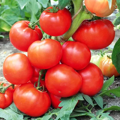 Самые лучшие урожайные сорта гибридов томатов для открытого грунта -  Agro-Market24