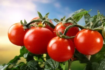 11 вкуснейших голландских гибридов: высокорослые и низкорослые томаты