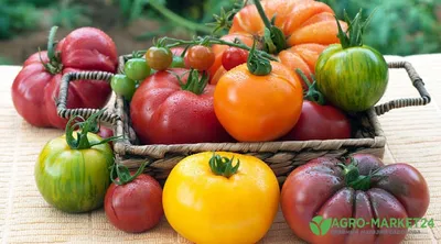 Лучшие сорта томатов в Украине: ТОП 6 гибридов томатов для теплиц