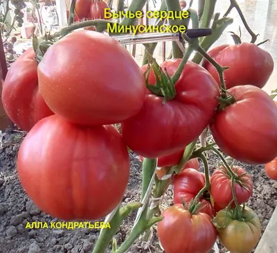 Семена томатов от Аллы Кондратьевой: каталог, ОТЗЫВЫ