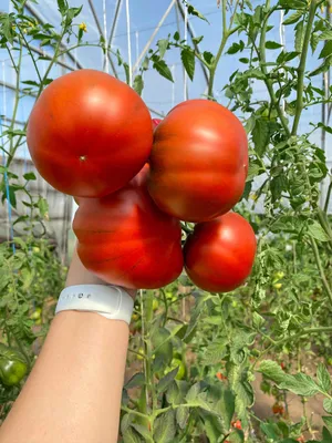 Семена томатов, купить лучшие сорта помидор в Украине | Веснодар