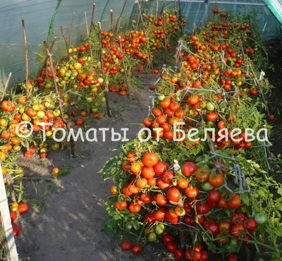Сорта помидоров для открытого грунта: томаты для открытого грунта -  Agro-Market24