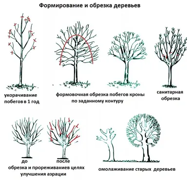 Treedoctor - Структурная обрезка липы до и после. С этим... | Facebook