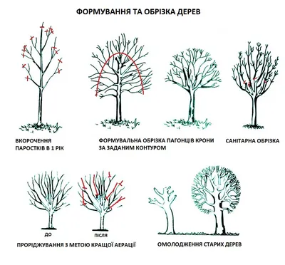 В Нижнем Тагиле из-за неправильной обрезки деревьев в центре города  погибают липы | Уральский меридиан
