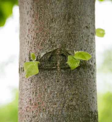 Особенности обрезки разных пород декоративных деревьев | Ольга Медведева |  Дзен