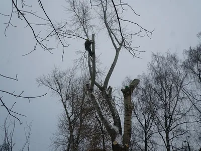 Подрезанные деревья липы стоковое изображение. изображение насчитывающей  поле - 50784917