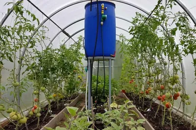 How to build a polytunnel. Backyard greenhouse ideas - YouTube