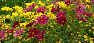 Bahor Gullari - Низкорослые однолетние цветы, которые... | Facebook