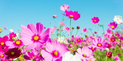 7 популярных однолетних цветов – все о рассаде (сроки, советы, фото) | В  цветнике (Огород.ru)