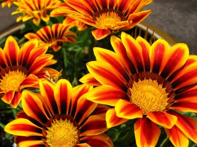 10 самых надёжных однолетних цветов для вашего сада | Однолетние цветы,  Небольшие цветники, Маленькие огороды